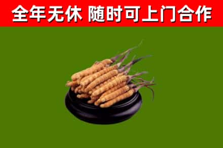 建湖县回收冬虫夏草